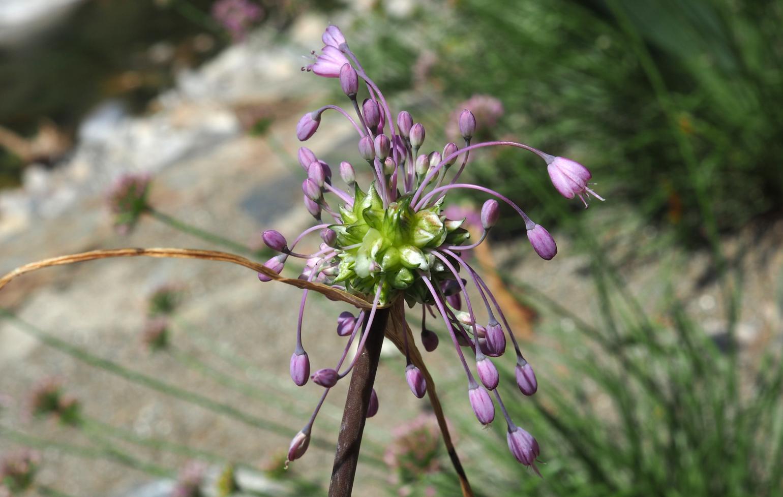 Garlic, (Flexible)